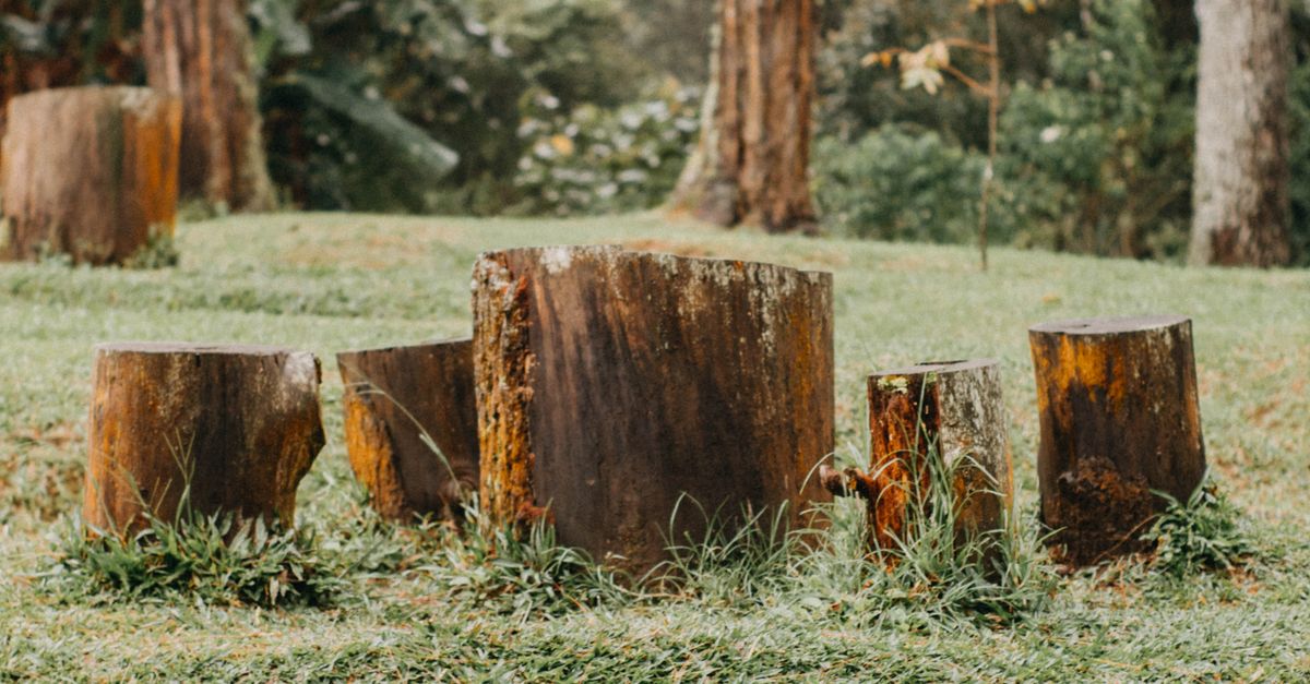 A Guide to Using Rotary Hammers for Stump Extraction