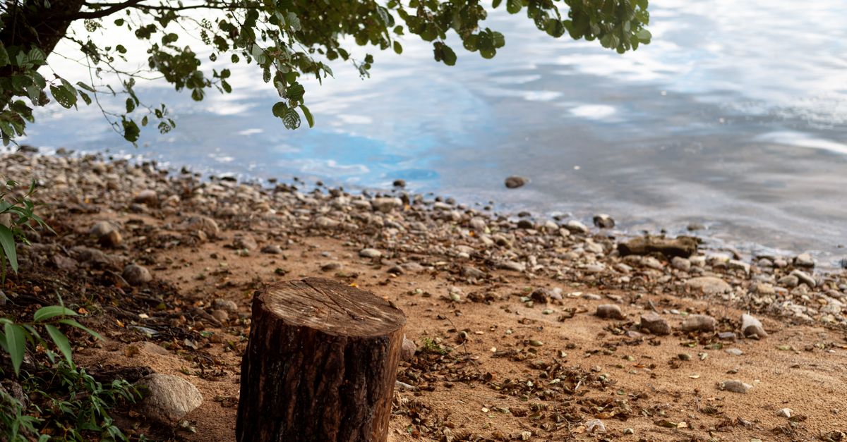 Additional Charges for Timber Disposal During Stump Removal