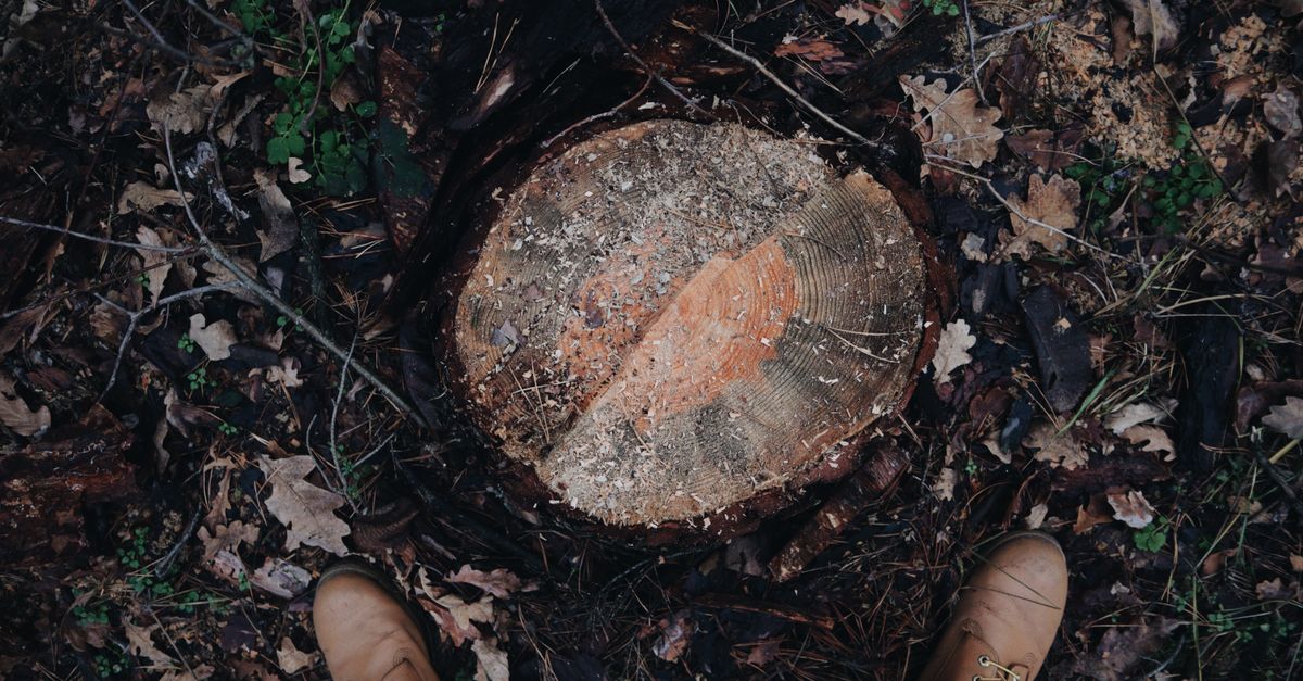 Affordable Options for Stump Removal Services in Cairns