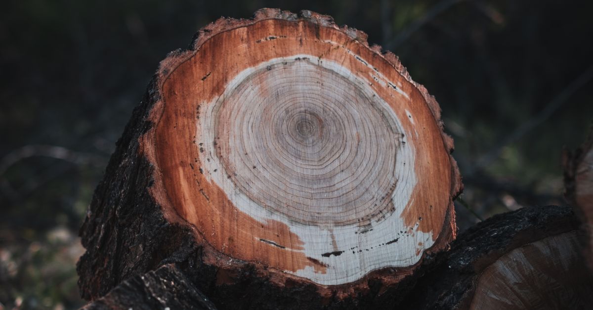 Best Budget-Friendly Methods for Removing Stumps