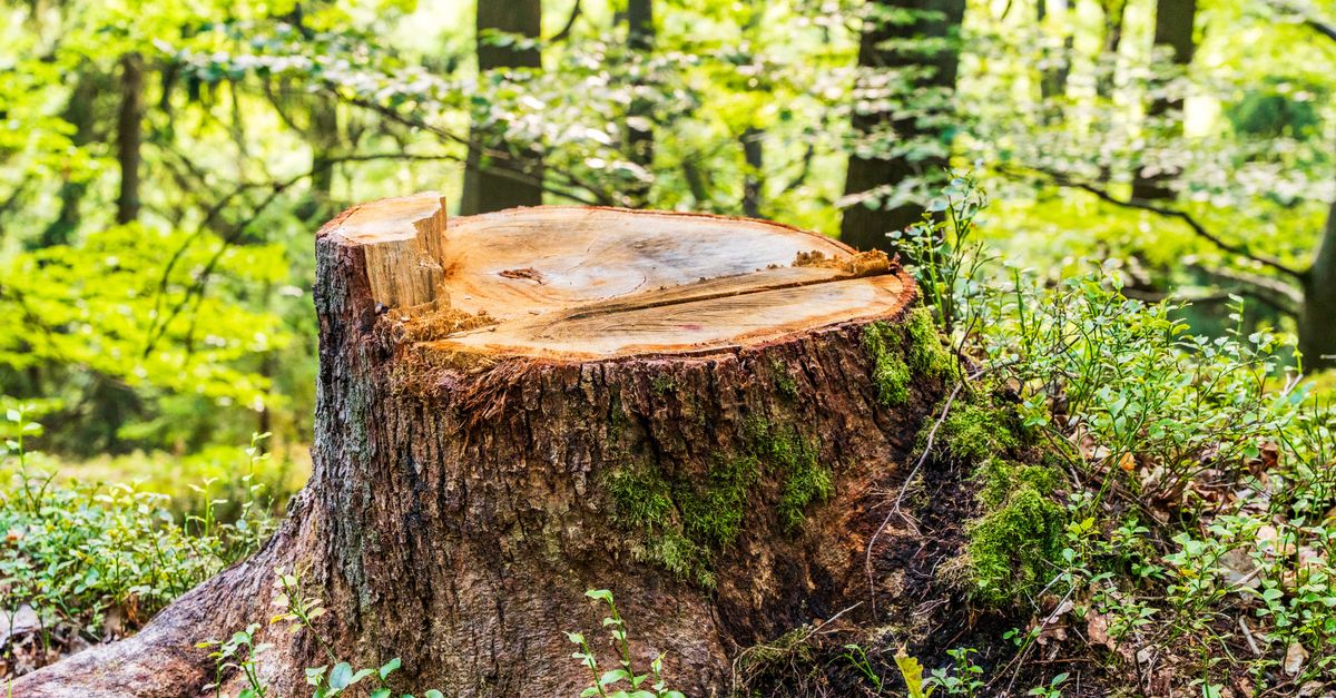Comparing Chemical Treatments for Stump Removal in Tropical Climates