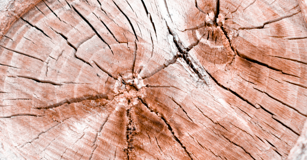 Cost Analysis: Professional Stump Removal vs DIY Approach