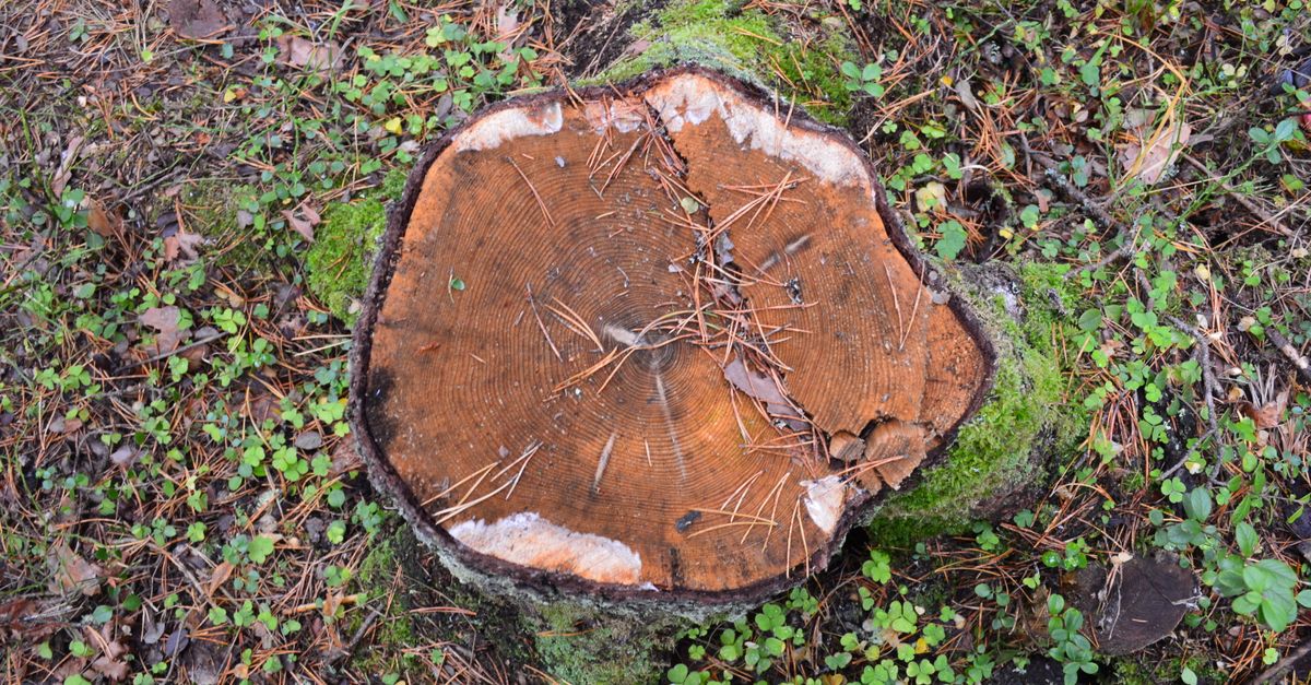 Cost Implications of Site Restoration Following Stump Removal