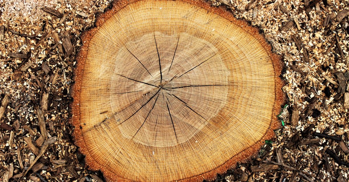 Creating a Detailed Plan for Manual Stump Digging