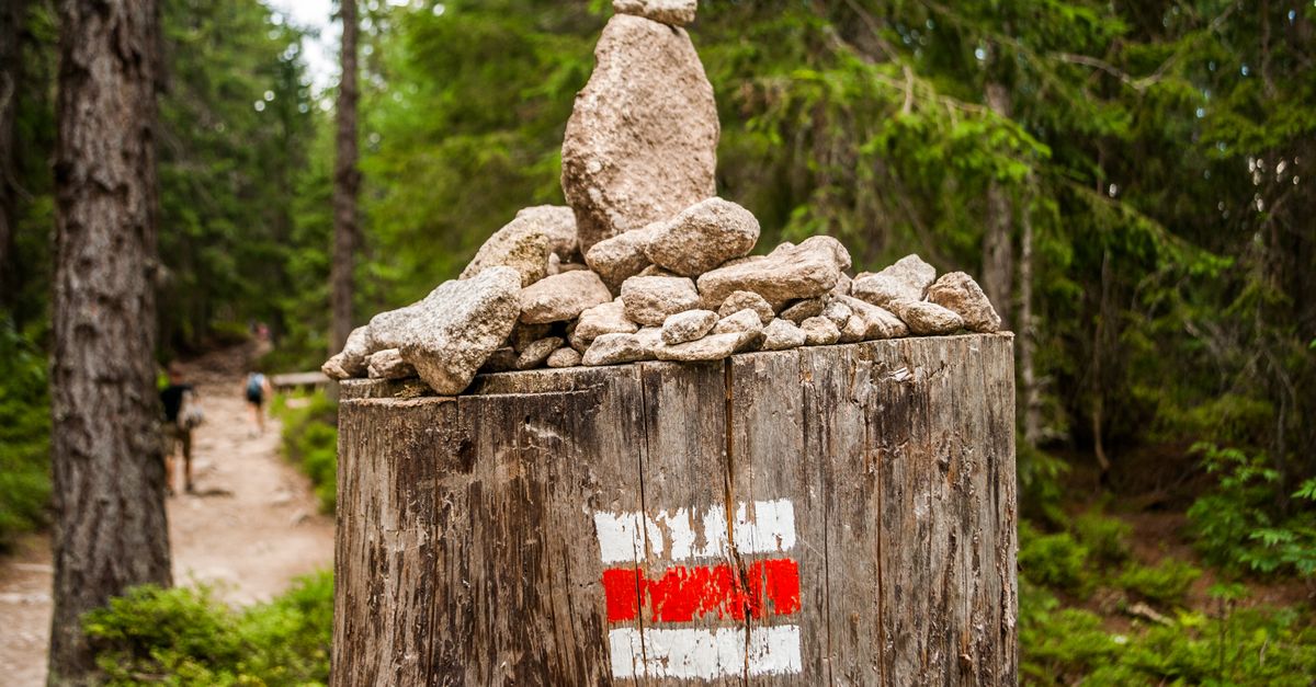 DIY Stump Removal: Cost-Effective Approaches for Homeowners
