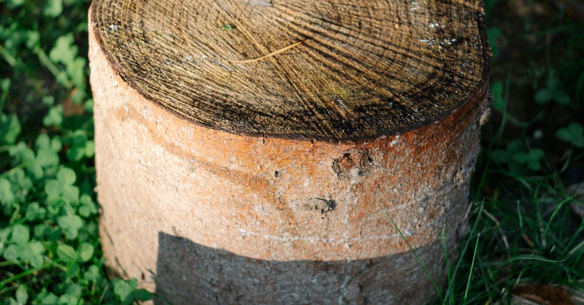 Effective Techniques for Manual Stump Digging in Cairns