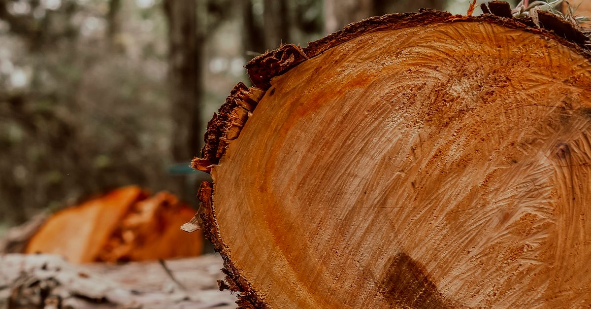 Environmental Considerations for Manual Stump Removal in Cairns