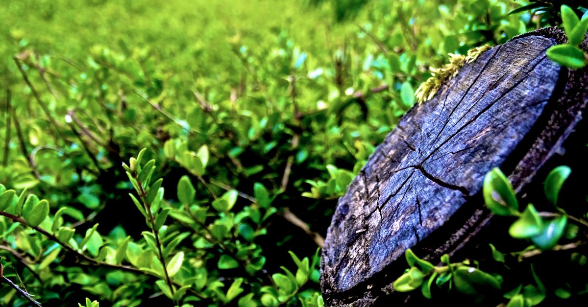Environmental Fees in Stump Removal Cost Calculations