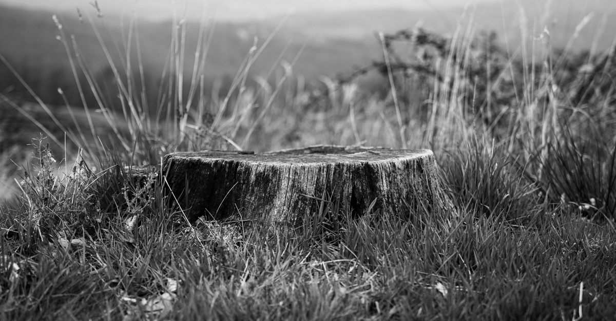 Essential Accessories for Stump Grinding Machines