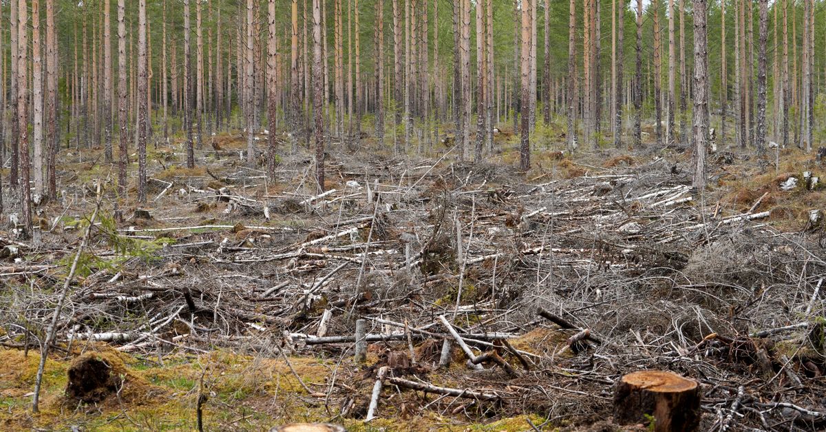 Essential Factors Driving the Costs of DIY Stump Removal