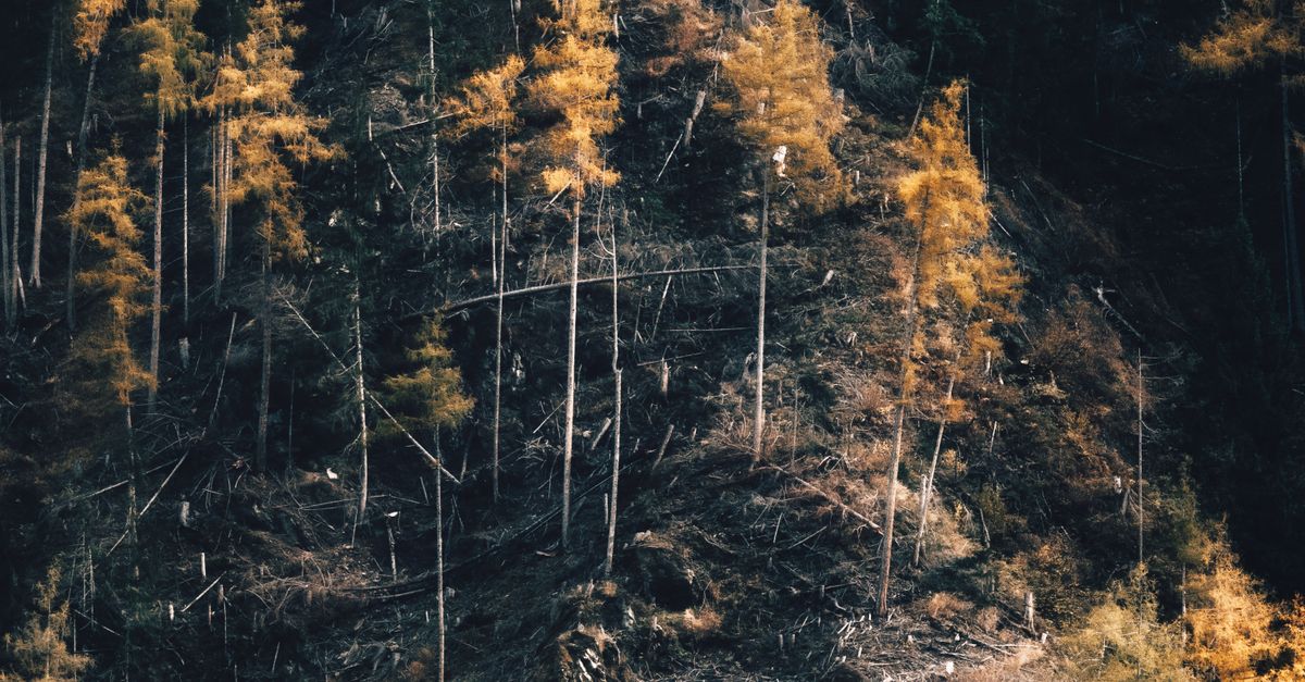 Hidden Expenses in Stump Removal Services