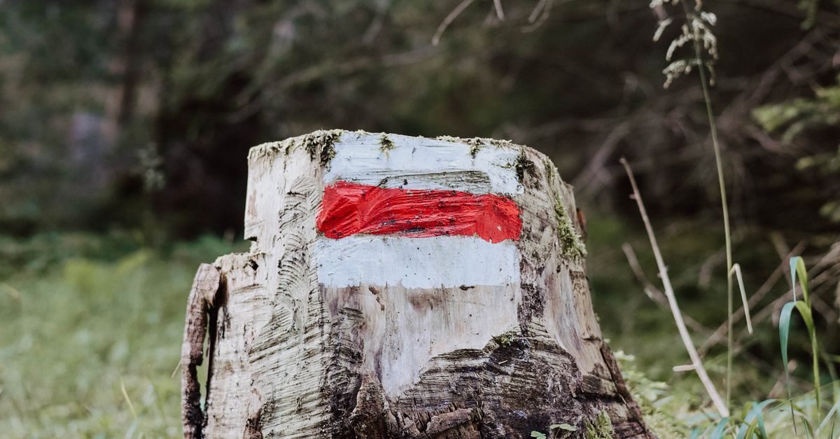 How Epsom Salt Can Accelerate Stump Decomposition