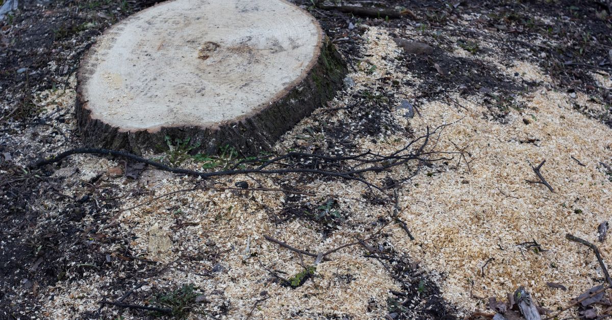 How to Operate a Stump Grinding Machine Safely