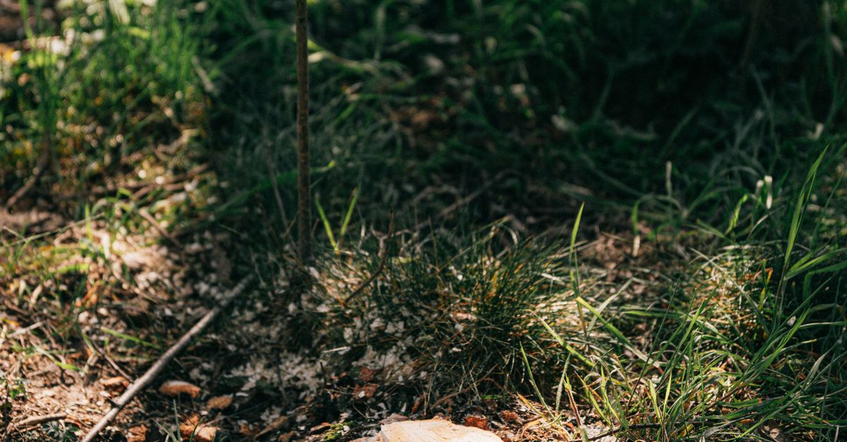 How to Operate a Stump Removal Wood Chipper Safely