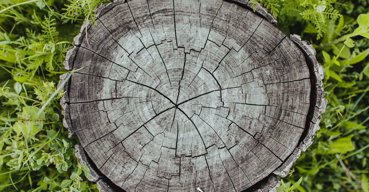 How to Safely Burn Stumps in Your Backyard