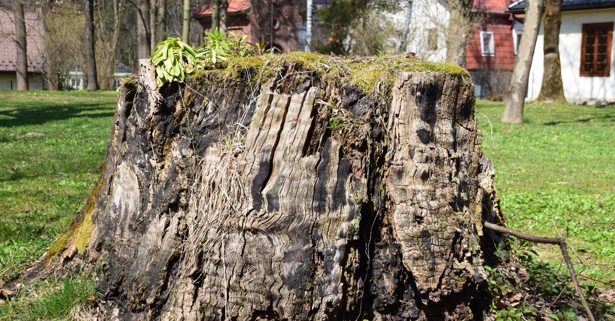 Importance of Eye Protection During Stump Grinding