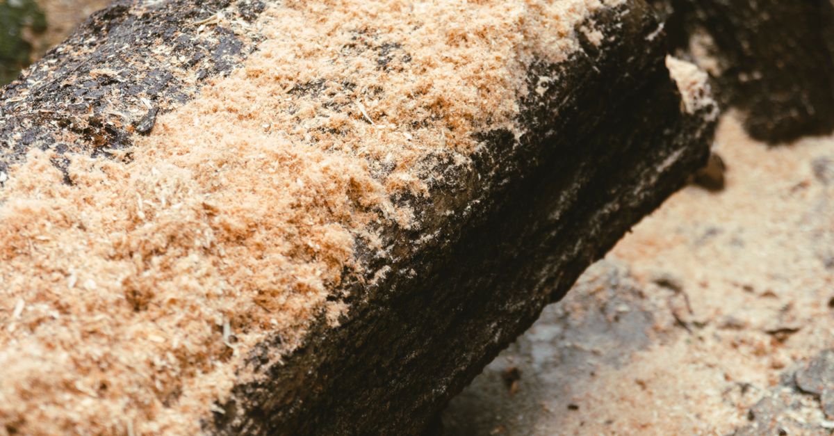 Knee Pads: Enhancing Comfort and Safety in Manual Stump Removal