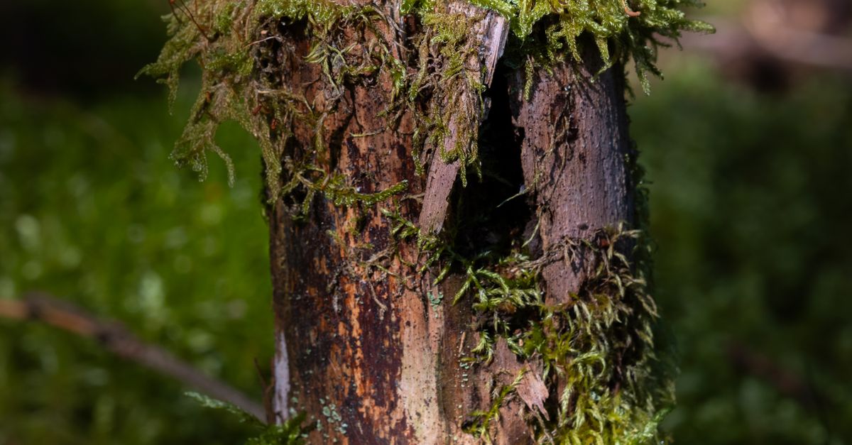 Potential Costs of Stump Disposal and Haulage