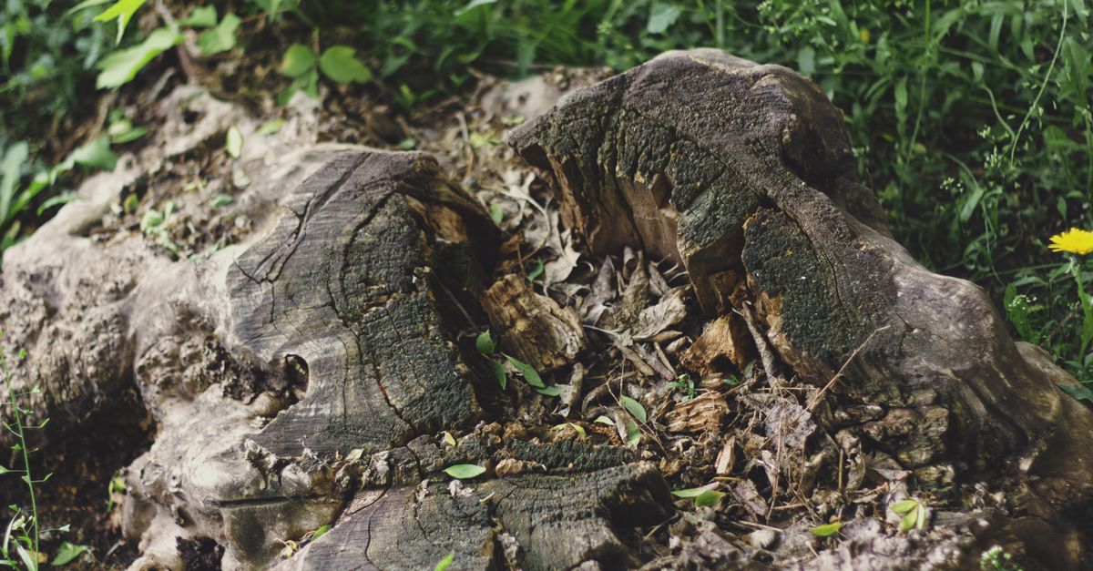 Requirements for Local Permits Affecting Stump Removal Fees