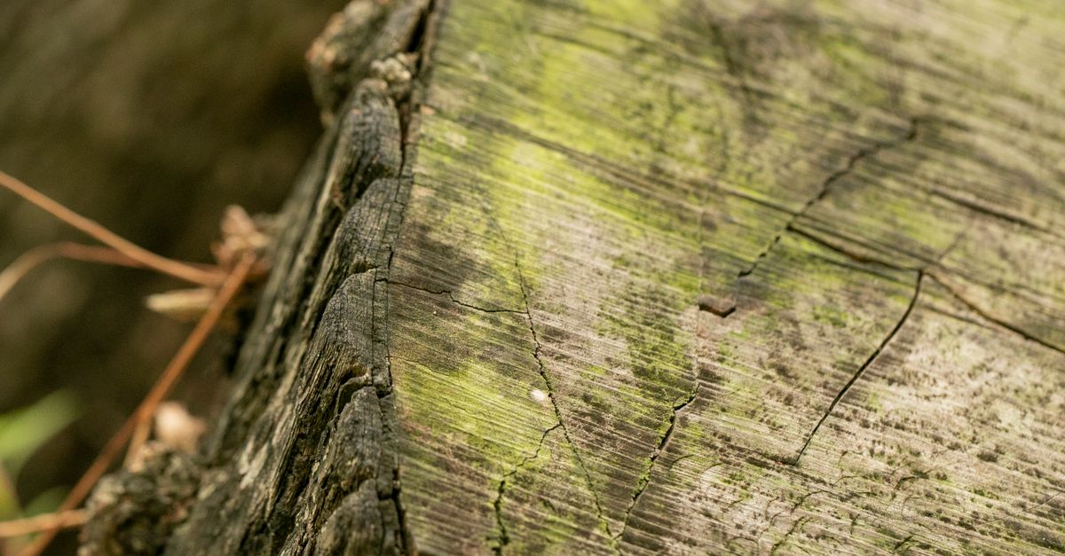 Respiratory Protection When Using Chemical Stump Removers