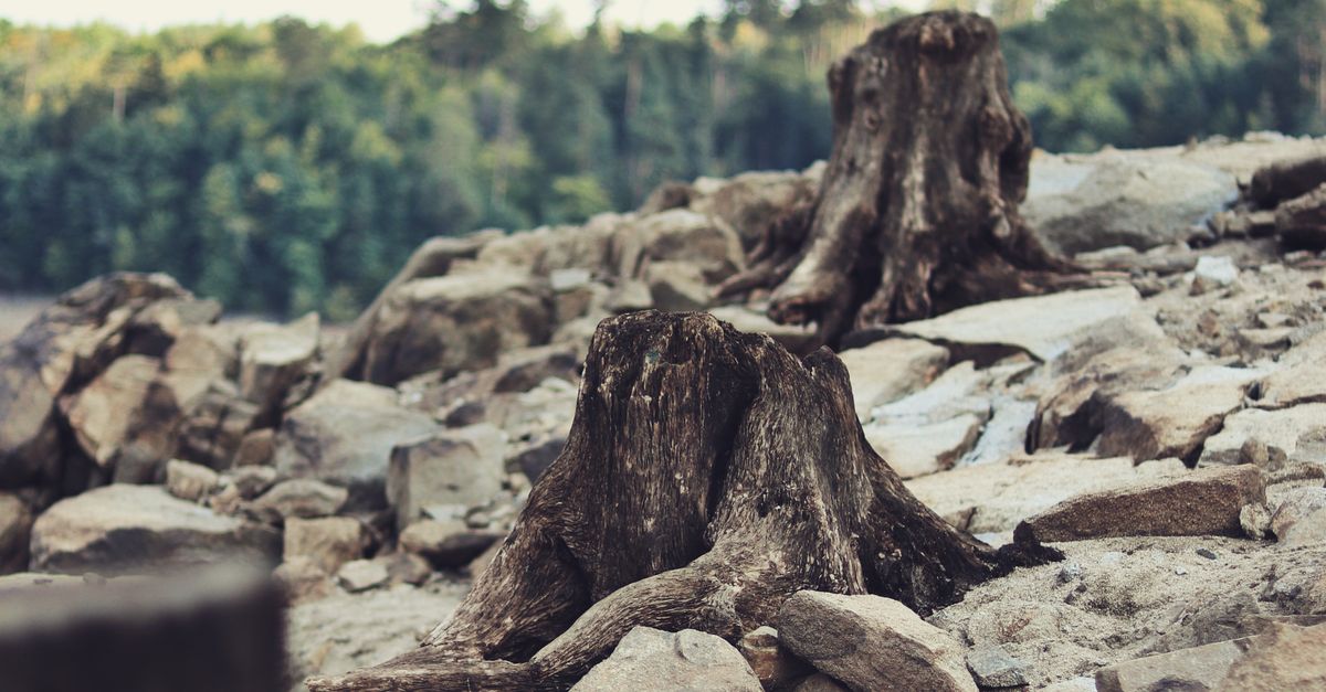 Seasonal Pricing Variations for Stump Removal Services