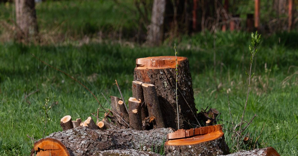 The Effectiveness of Sodium Nitrate in Stump Elimination