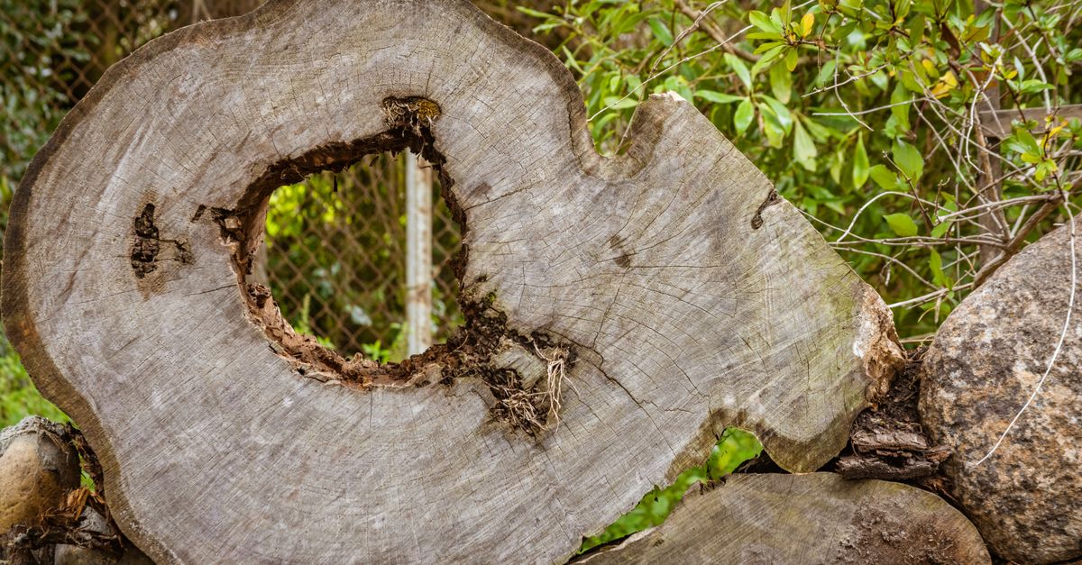 The Price Range for Professional Stump Removal in Cairns