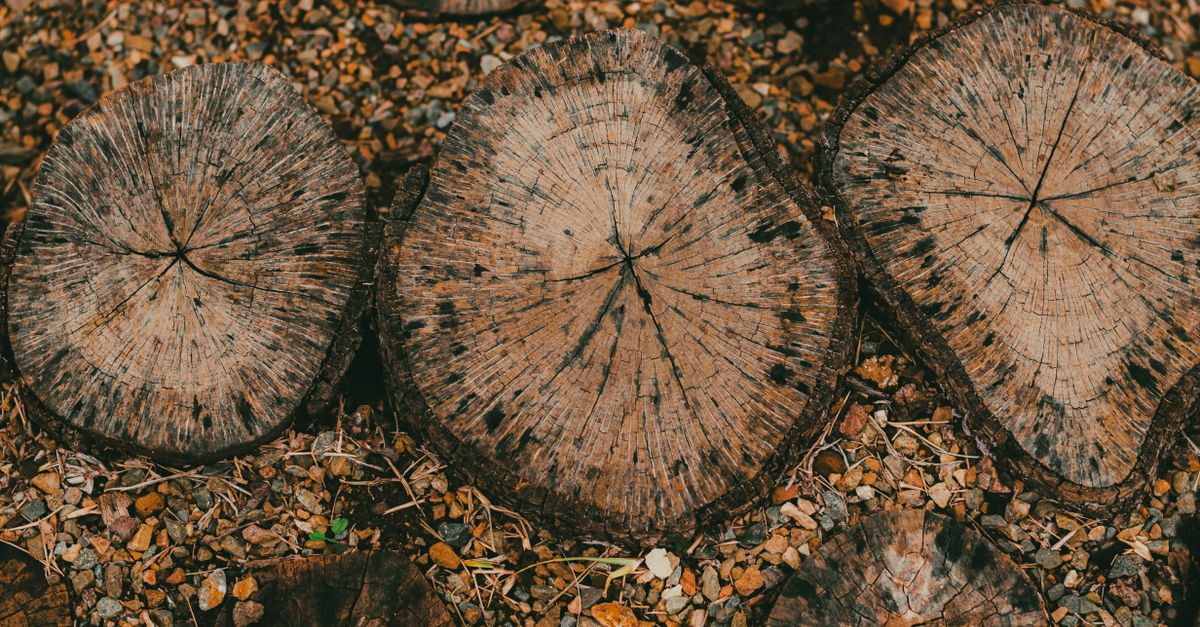 Timing and Conditions for Optimal Chemical Stump Removal Results