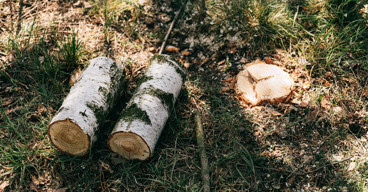 Tools Required for Manual Stump Digging Projects