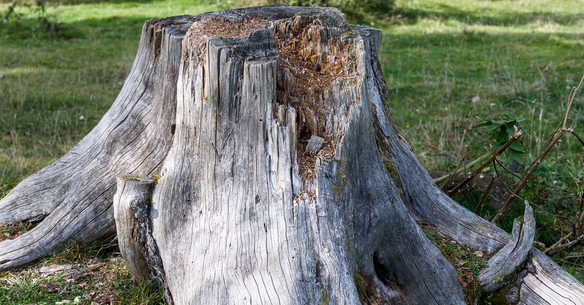 Understanding the Average Costs of Stump Removal in Cairns