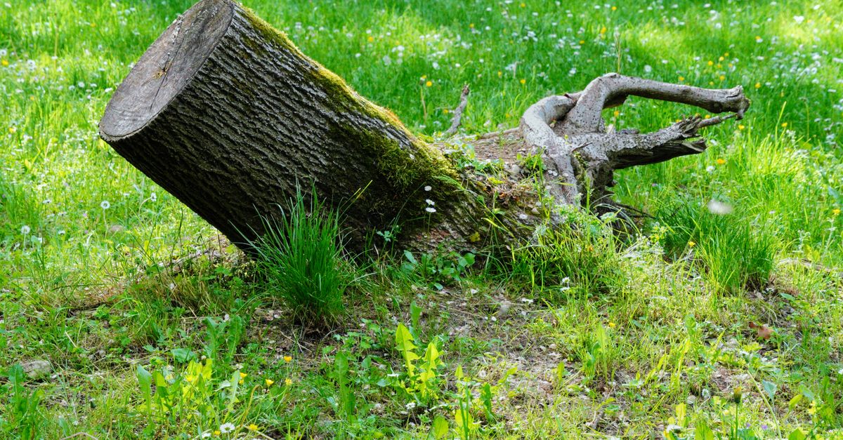 Understanding the Role of Tree Size in Stump Removal Costs